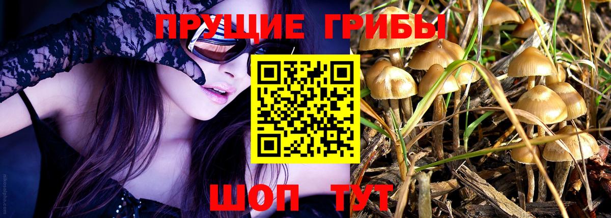 Галлюциногенные грибы Psilocybine cubensis Волжский